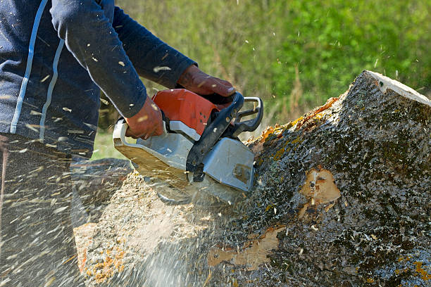 Best Hedge Trimming  in Hurley, MS